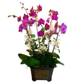  Afyon cicek , cicekci  4 adet orkide iegi