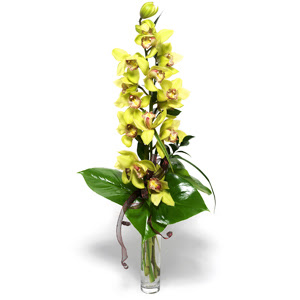  Afyon nternetten iek siparii  cam vazo ierisinde tek dal canli orkide