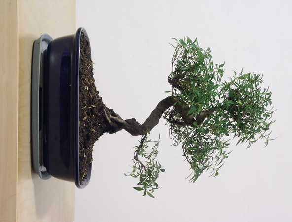 ithal bonsai saksi iegi  Afyon iek siparii vermek 