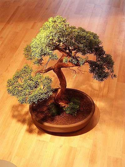 ithal bonsai saksi iegi  Afyon iek maazas , ieki adresleri 