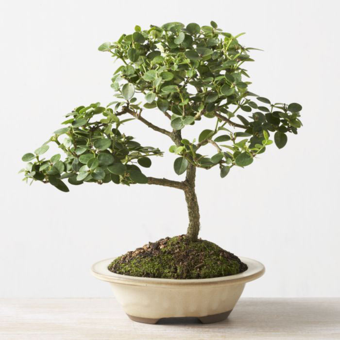 ithal bonsai saksi iegi  Afyon iek online iek siparii 