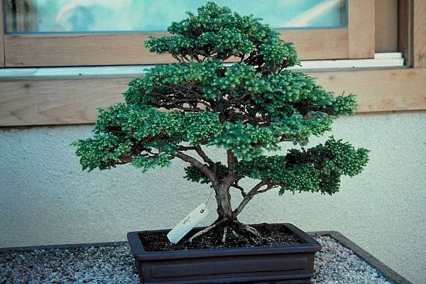 ithal bonsai saksi iegi  Afyon 14 ubat sevgililer gn iek 