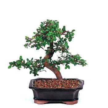 ithal bonsai saksi iegi  Afyon iek siparii vermek 