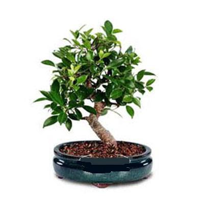 ithal bonsai saksi iegi  Afyon iek siparii sitesi 