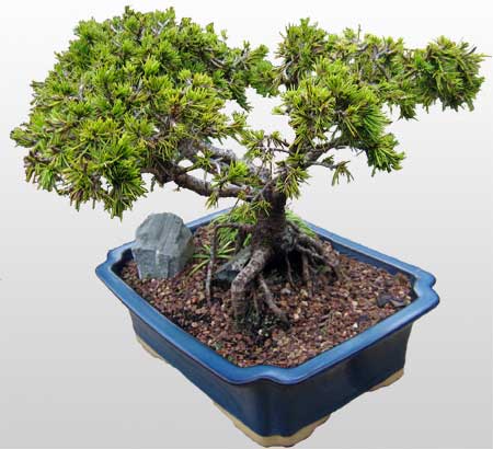 ithal bonsai saksi iegi  Afyon ieki maazas 