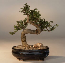 ithal bonsai saksi iegi  Afyon 14 ubat sevgililer gn iek 