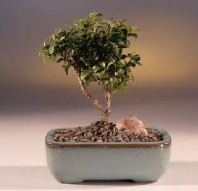  Afyon iek yolla  ithal bonsai saksi iegi  Afyon internetten iek sat 