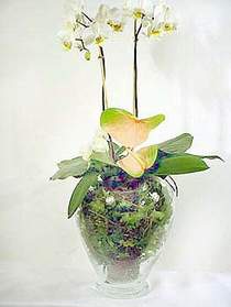  Afyon iek sat  Cam yada mika vazoda zel orkideler