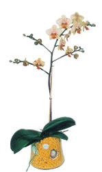  Afyon online iek gnderme sipari  Phalaenopsis Orkide ithal kalite