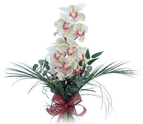  Afyon iek siparii sitesi  Dal orkide ithal iyi kalite
