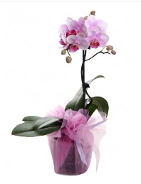 1 dal pembe orkide saksı çiçeği  Afyon kaliteli taze ve ucuz çiçekler 