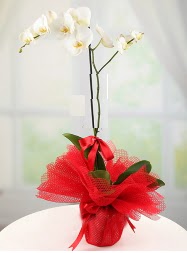 1 dal beyaz orkide saks iei  Afyon yurtii ve yurtd iek siparii 