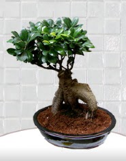 saks iei japon aac bonsai  Afyon kaliteli taze ve ucuz iekler 