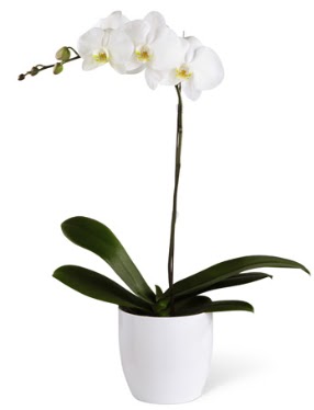 1 dall beyaz orkide  Afyon 14 ubat sevgililer gn iek 