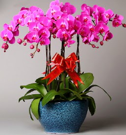 7 dall mor orkide  Afyon iek online iek siparii 