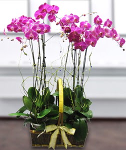 4 dall mor orkide  Afyon gvenli kaliteli hzl iek 