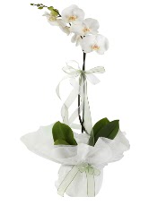 1 dal beyaz orkide iei  Afyon iek siparii vermek 