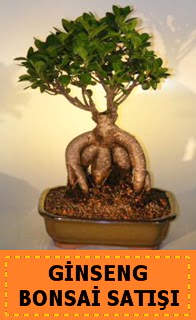 Ginseng bonsai sat japon aac  Afyon cicek , cicekci 