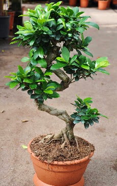 Orta boy bonsai saks bitkisi  Afyon internetten iek siparii 
