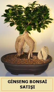 thal Ginseng bonsai sat japon aac  Afyon iek siparii sitesi 