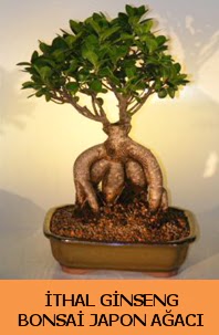 thal japon aac ginseng bonsai sat  Afyon nternetten iek siparii 