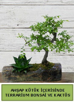 Ahap ktk bonsai kakts teraryum  Afyon internetten iek siparii 