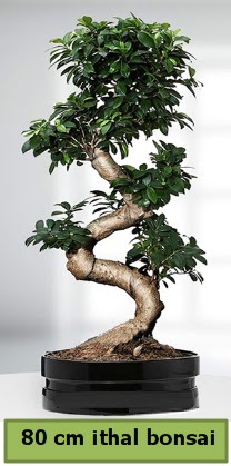 80 cm özel saksıda bonsai bitkisi  Afyon çiçekçi telefonları 