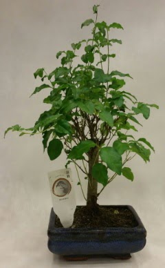 Minyatr bonsai japon aac sat  Afyon ieki telefonlar 