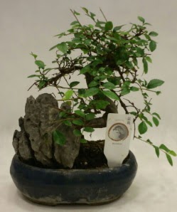 thal 1.ci kalite bonsai japon aac  Afyon iek sat 