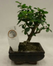 Kk minyatr bonsai japon aac  Afyon iek gnderme 