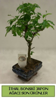 thal bonsai japon aac bitkisi  Afyon hediye sevgilime hediye iek 