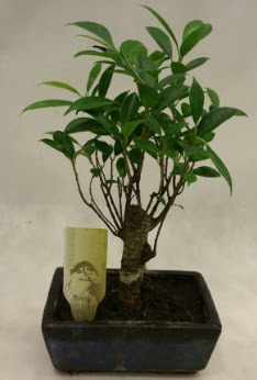 Japon aac bonsai bitkisi sat  Afyon ieki telefonlar 