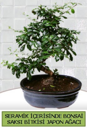 Seramik vazoda bonsai japon aac bitkisi  Afyon iek siparii sitesi 
