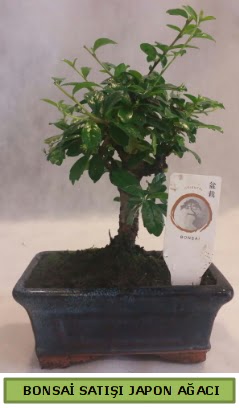Minyatr bonsai aac sat  Afyon iek gnderme 
