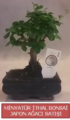 Kk grsel bonsai japon aac bitkisi  Afyon iek , ieki , iekilik 