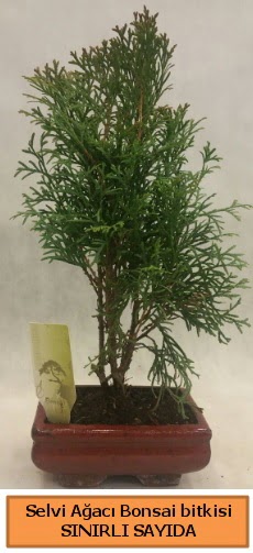 Selvi aac bonsai japon aac bitkisi  Afyon iek sat 