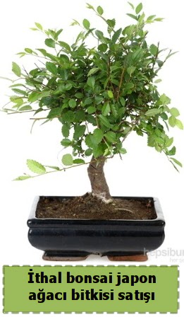 thal bonsai saks iei Japon aac sat  Afyon nternetten iek siparii 