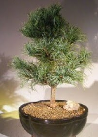am aac bonsai bitkisi sat  Afyon ucuz iek gnder 