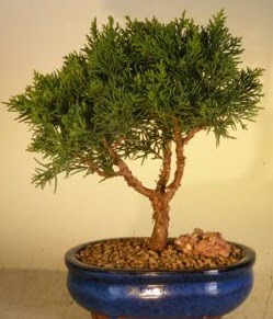 Servi am bonsai japon aac bitkisi  Afyon iek yolla 