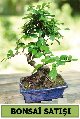 am bonsai japon aac sat  Afyon iek sat 