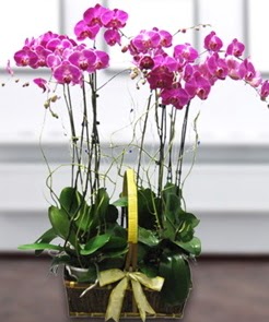 7 dall mor lila orkide  Afyon iek gnderme sitemiz gvenlidir 
