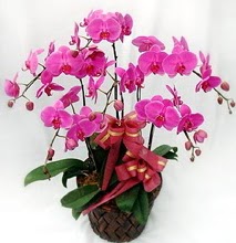 Sepet ierisinde 5 dall lila orkide  Afyon ucuz iek gnder 