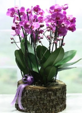 Ktk ierisinde 6 dall mor orkide  Afyon ucuz iek gnder 