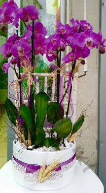 Seramik vazoda 4 dall mor lila orkide  Afyon online iek gnderme sipari 