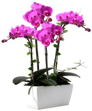 Seramik vazo ierisinde 4 dall mor orkide  Afyon iek sat 