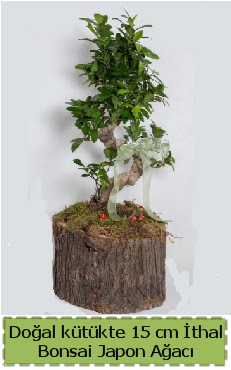 Doal ktkte thal bonsai japon aac  Afyon iek gnderme 