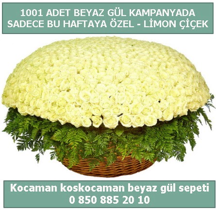 1001 adet beyaz gül sepeti özel kampanyada  Afyon çiçek gönderme sitemiz güvenlidir 