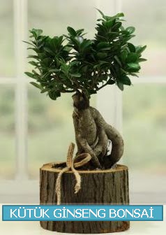 Ktk aa ierisinde ginseng bonsai  Afyon iek gnderme sitemiz gvenlidir 