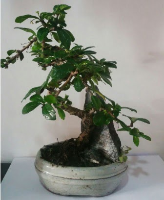 S eklinde ithal bonsai aac  Afyon iek yolla 