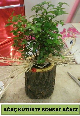 Doğal ağaç kütük içerisinde bonsai ağacı  Afyon çiçek gönderme sitemiz güvenlidir 